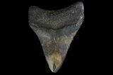 Juvenile Megalodon Tooth - Georgia #99126-1